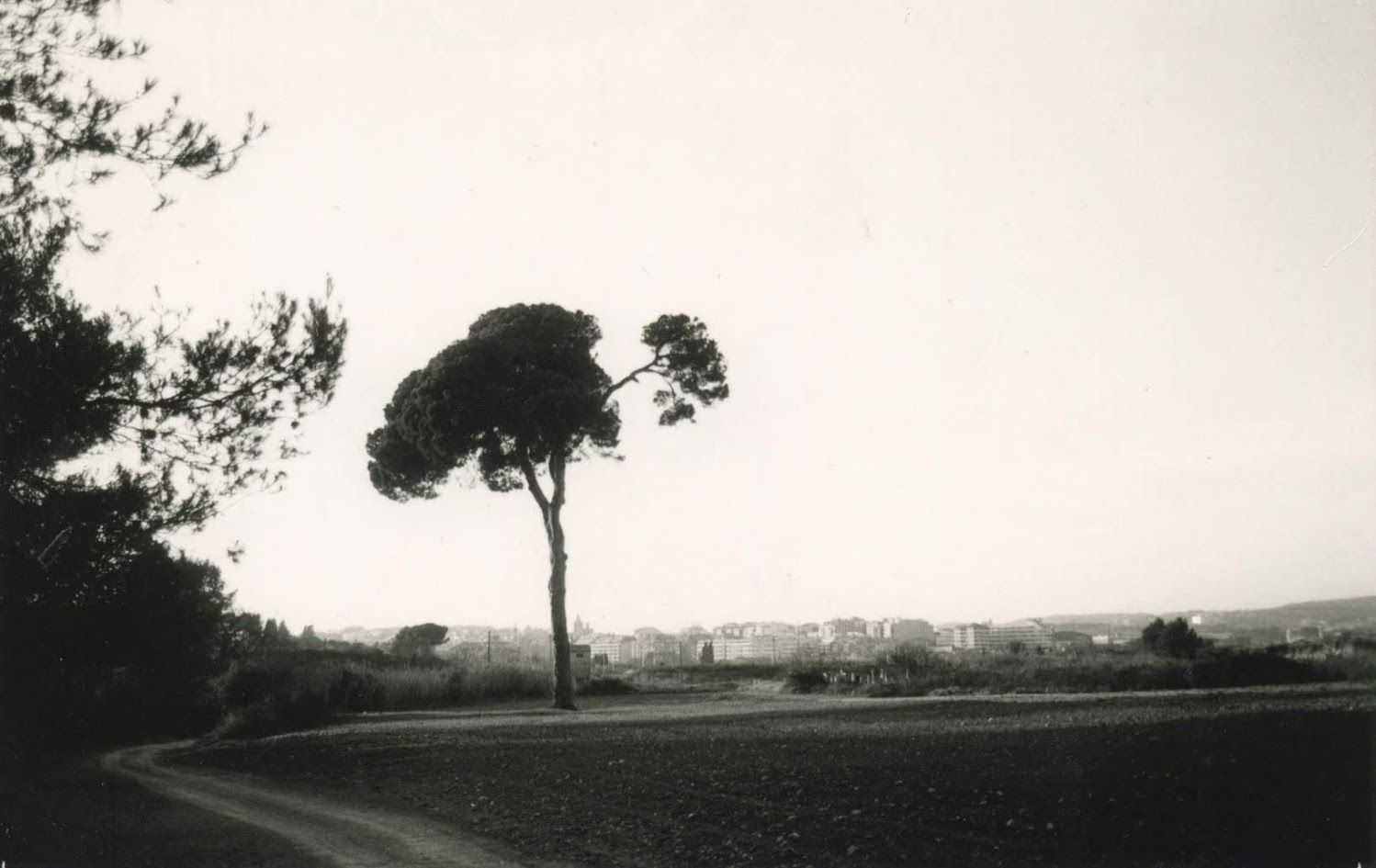 Imatge antiga del Pi d'en Xandri FOTO: Cedida