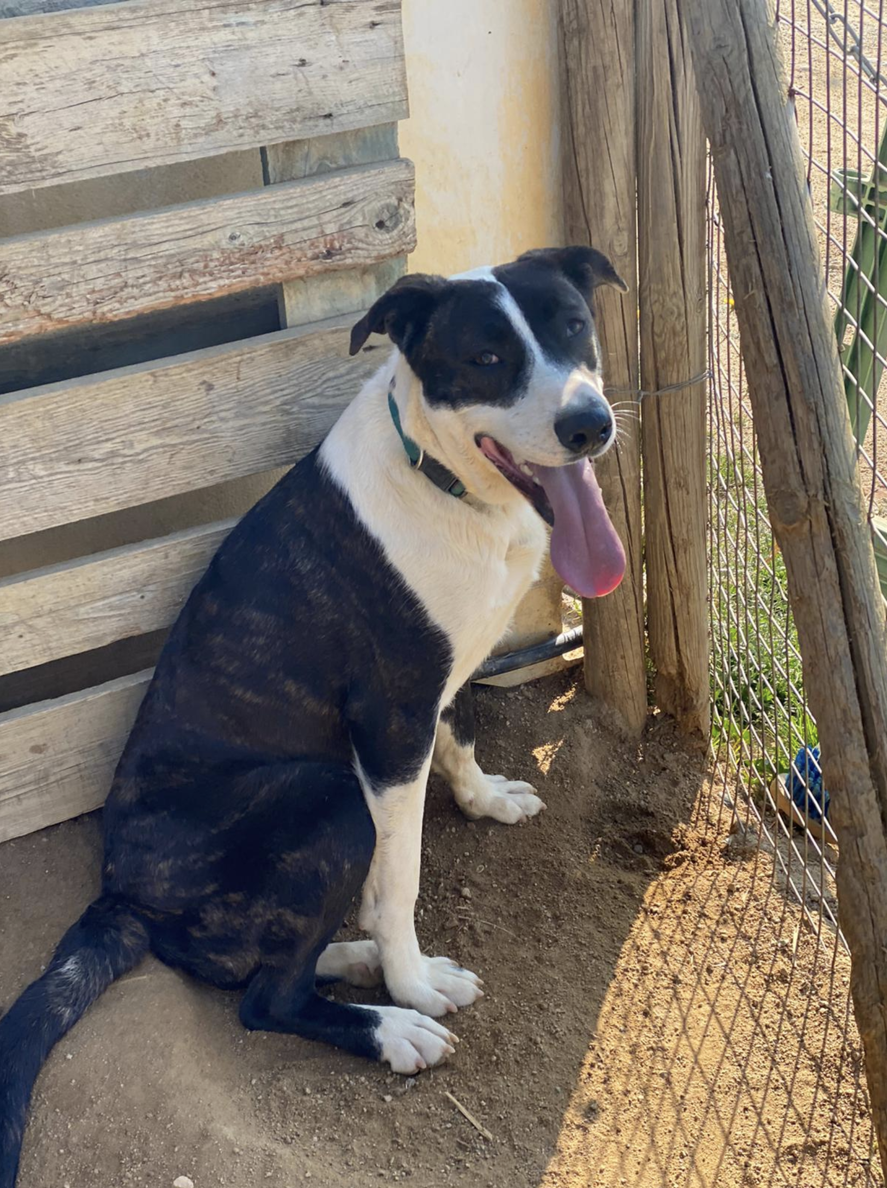 Lennon a Caldes Animal. FOTO: Cedida