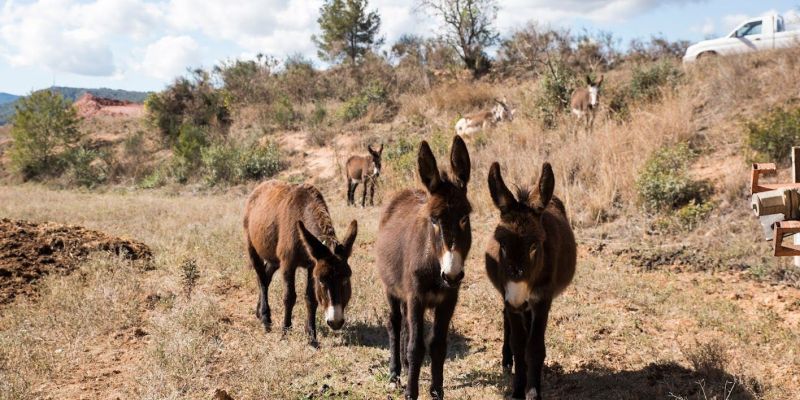 Part del ramat de rucs FOTO: Bernat Millet (TOT Sant Cugat)