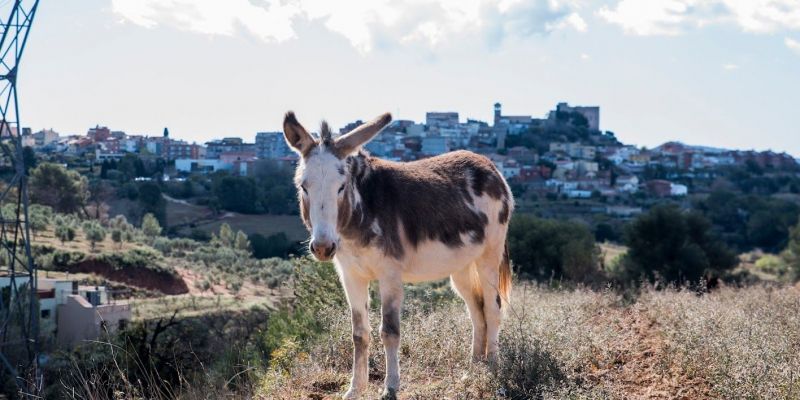Un dels rucs del ramat FOTO: Bernat Millet (TOT Sant Cugat)
