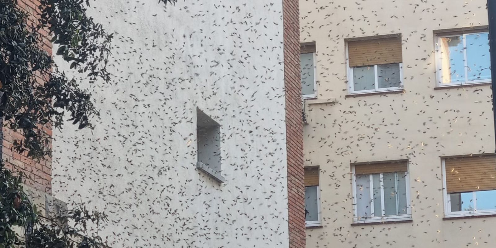 L'eixam d'abelles a la plaça Augusta FOTO: Cedida