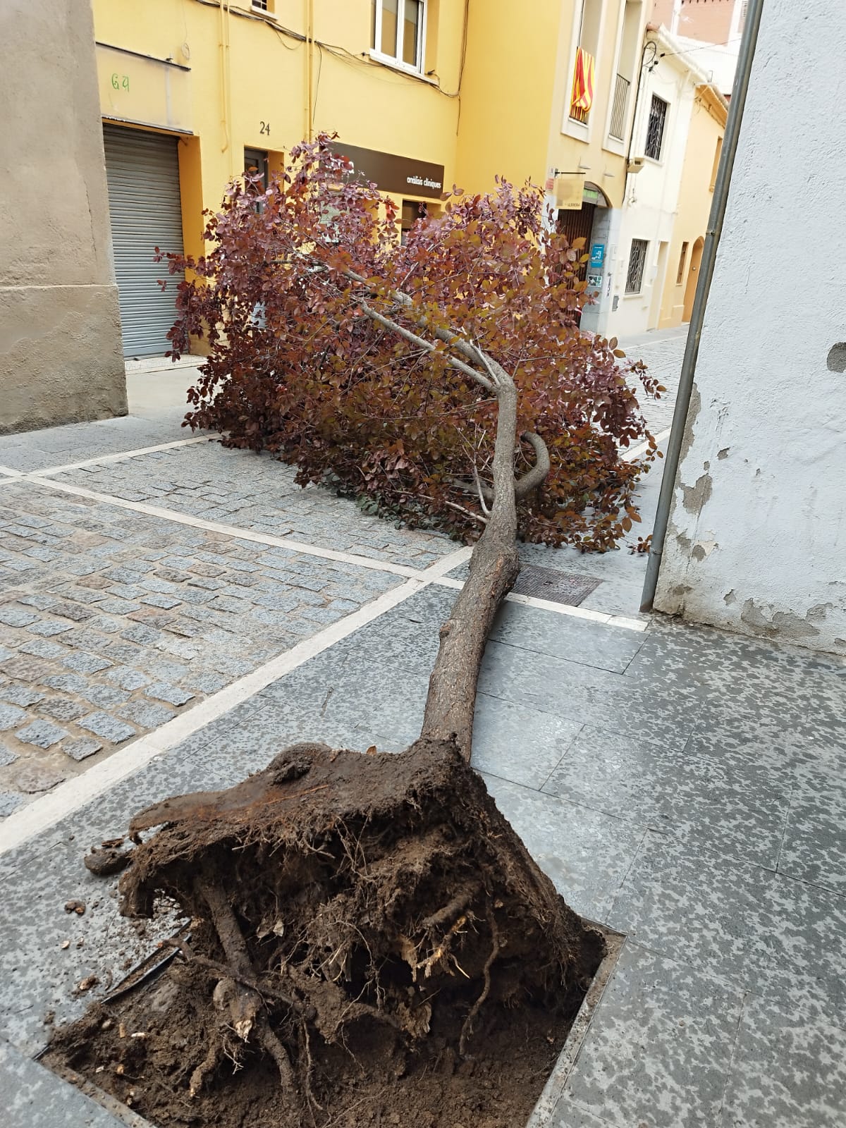 Un arbre caigut al carrer de Xerric. FOTO: Cedida
