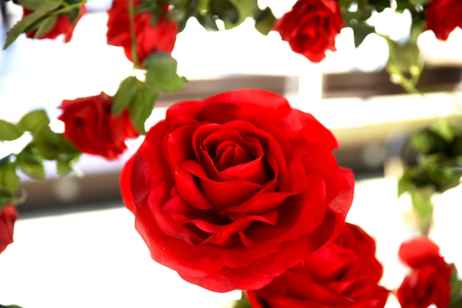 Sant Jordi a Sant Cugat 2024 FOTO: Bernat Millet