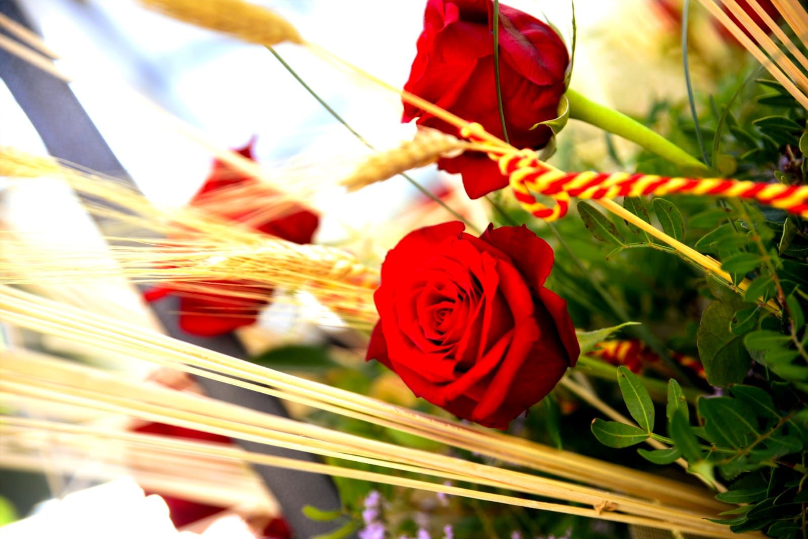 Sant Jordi a Sant Cugat 2024 FOTO: Bernat Millet