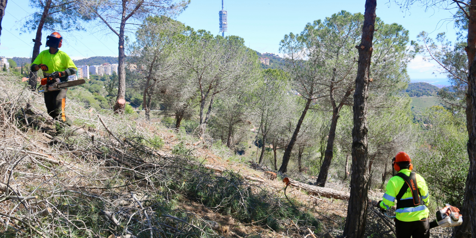 Operaris treballant en el desbrossament de vegetació a Collserola FOTO: Albert Segura (ACN)