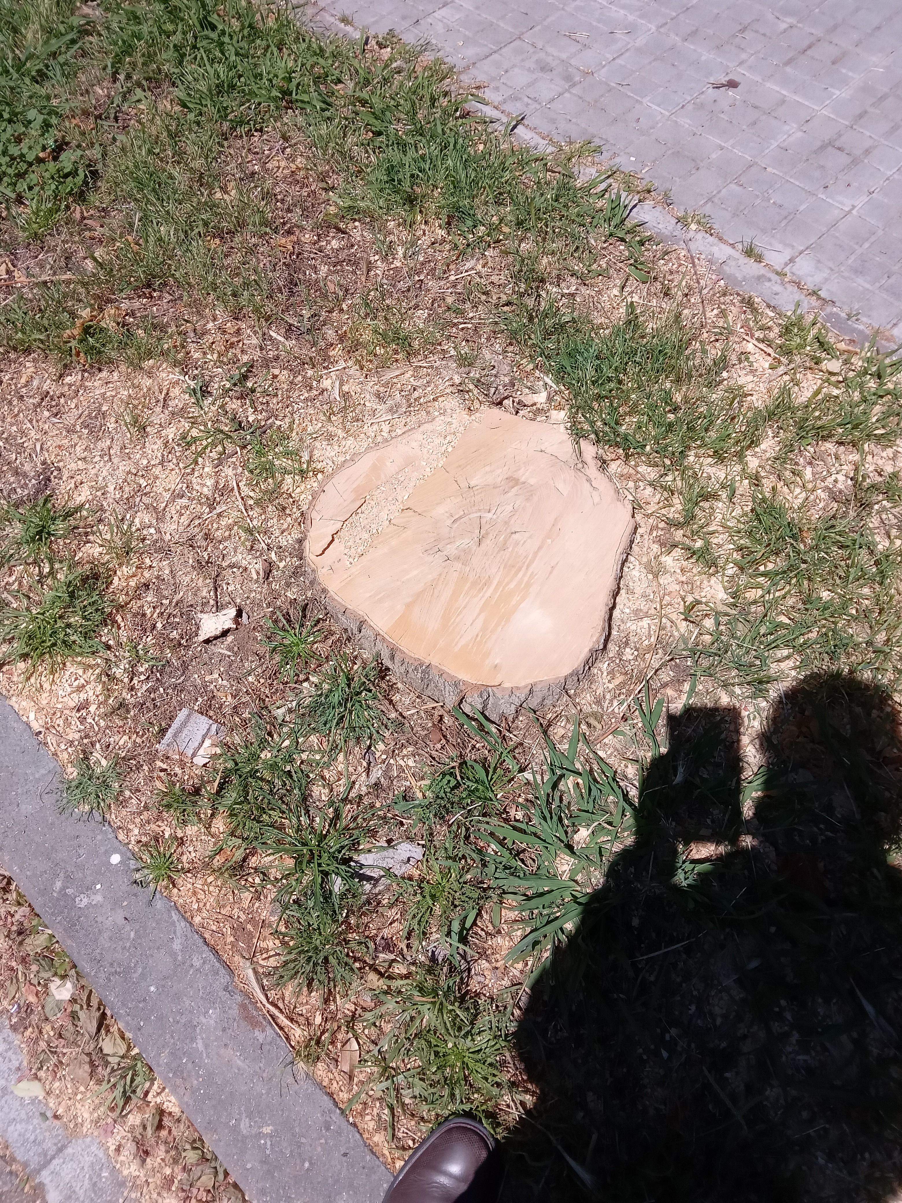 Unrbre talat FOTO: Bernat Blanch