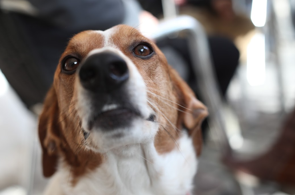 Els pacients ingressats podran rebre la visita de les seves mascotes FOTO: Arxiu del TOT