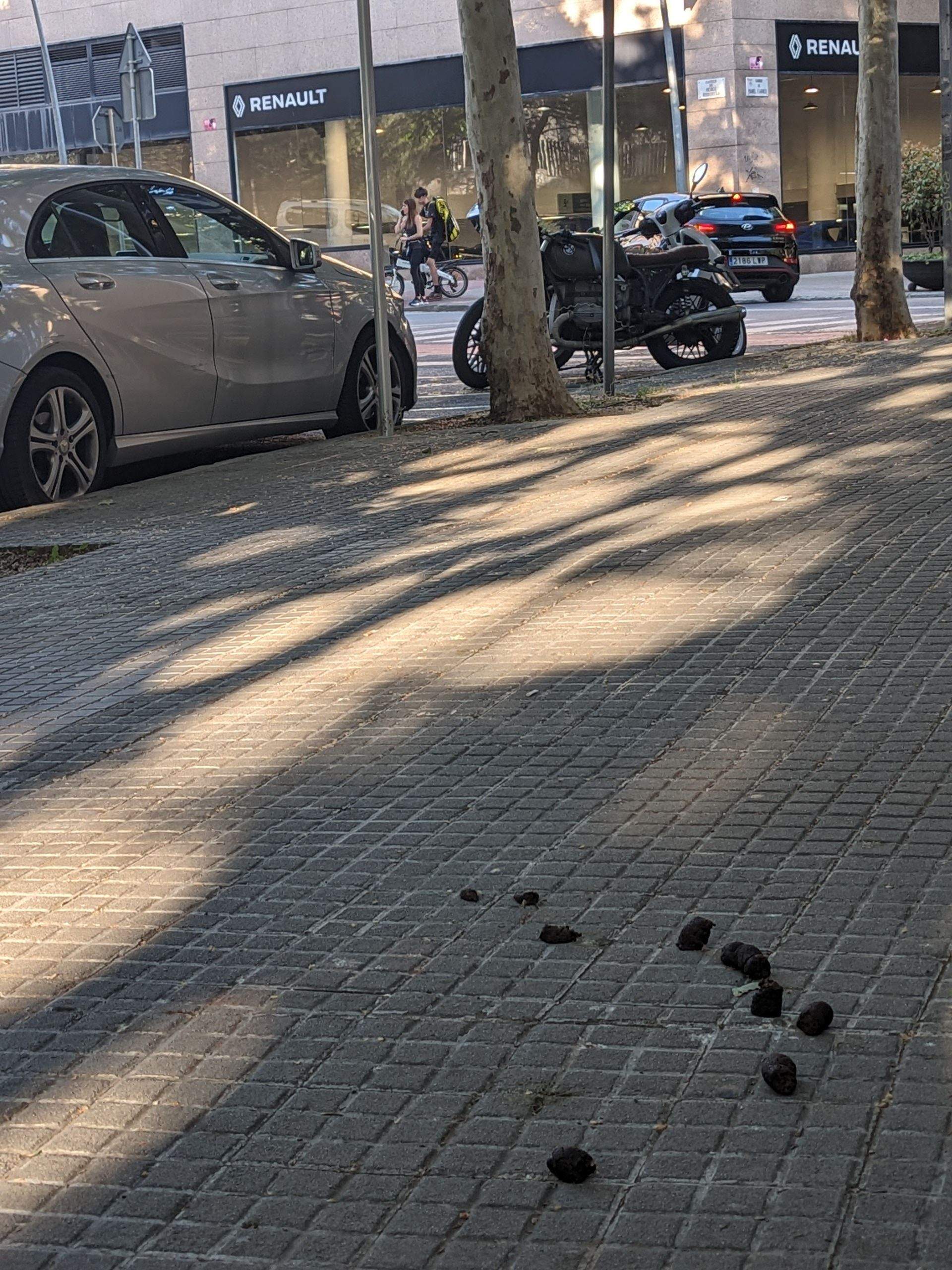 Exrements dels gossos als carrers FOTO: José A. Lorenz 