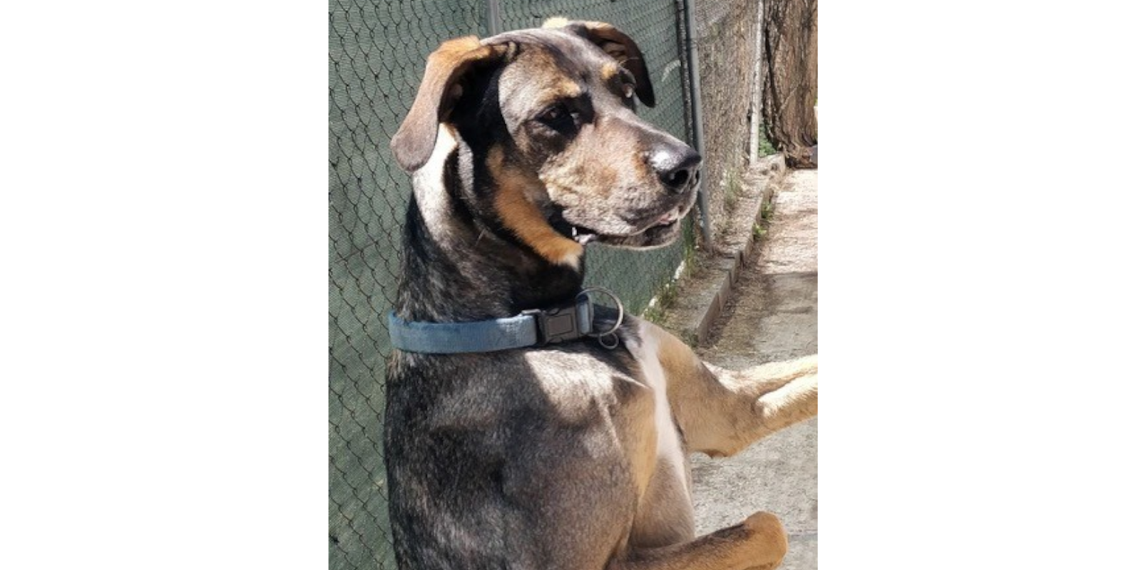 Tim, gos en adopció. FOTO: Cedida