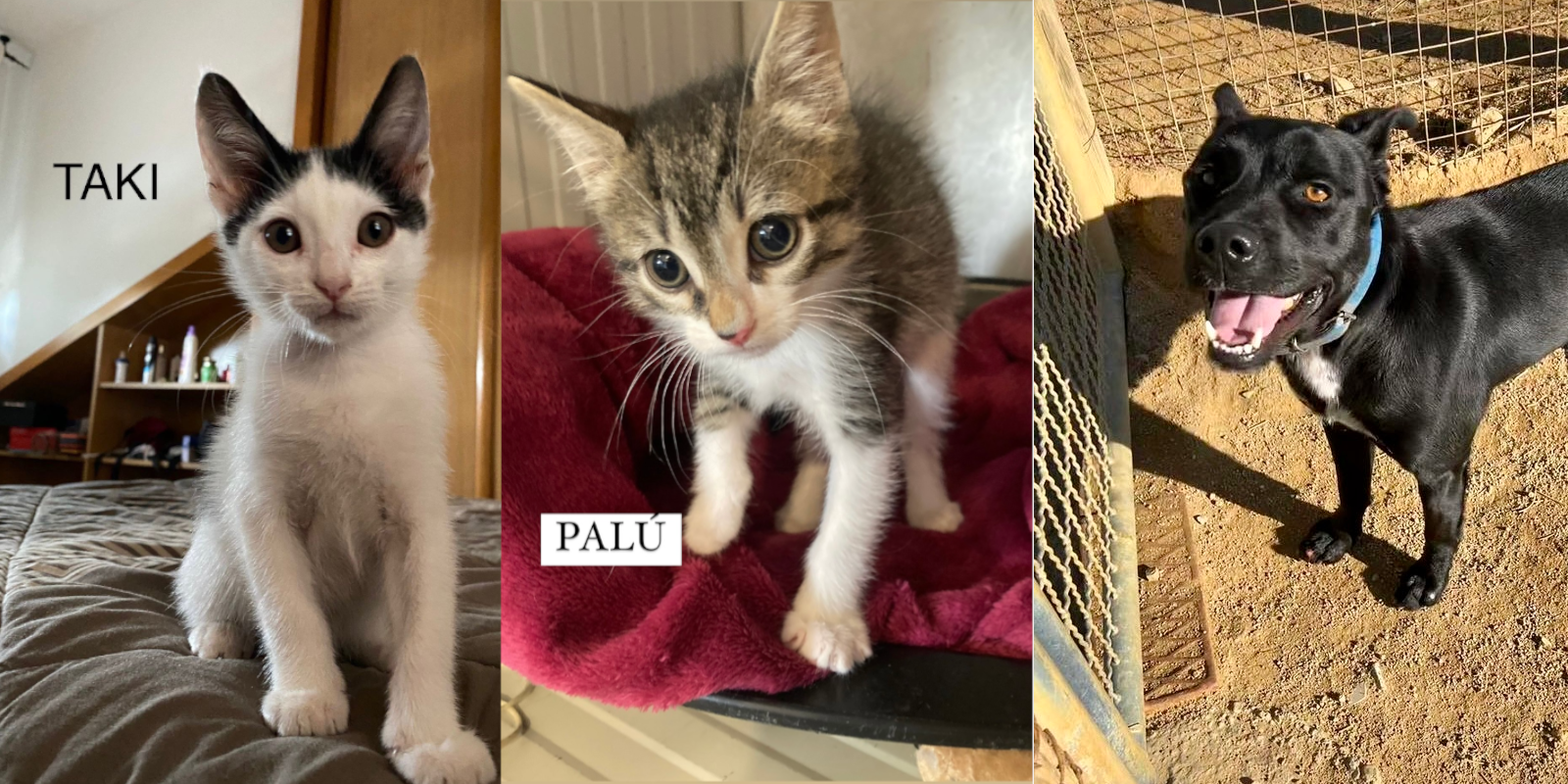 Animals en adopció: TAKI, PALÚ i FAWKES