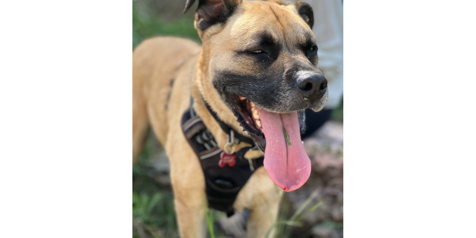 Animals en adopció: Erik. FOTO: Cedida