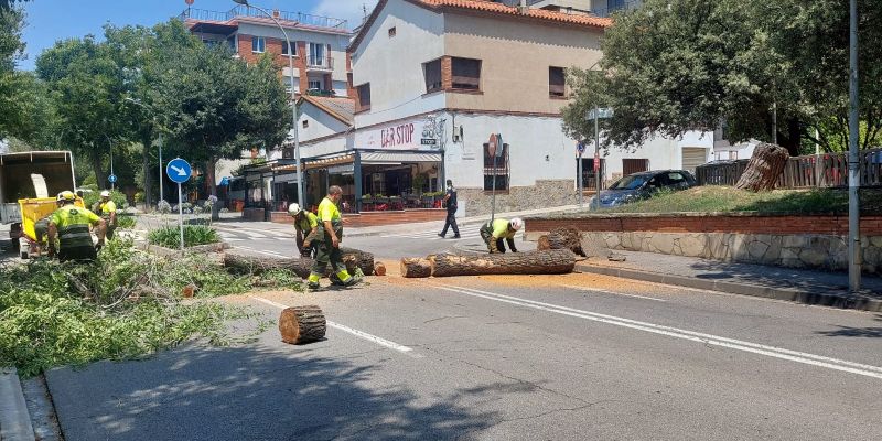 Els operaris de Parcs i Jardins de l'Ajuntament de Sant Cugat treballant per retirar l'arbre caigut. FOTO: Cedida
