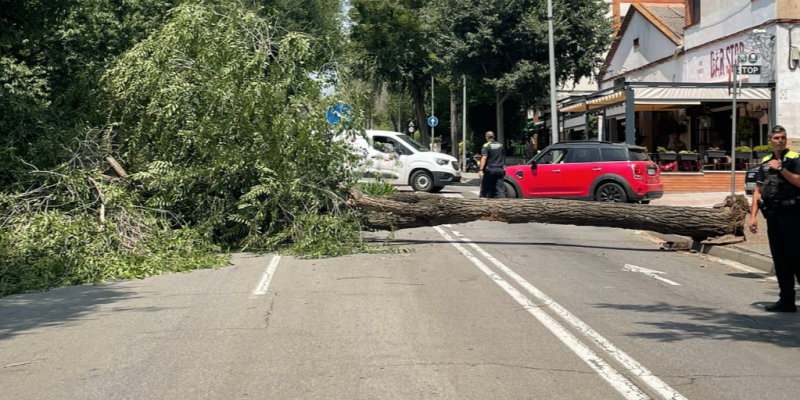 L'arbre caigut a Sant Cugat ha obstaculitzat el pas dels vehicles. FOTO: Aida Albiar