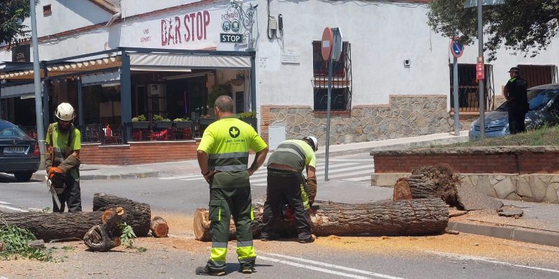 Els operaris de Parcs i Jardins de l'Ajuntament de Sant Cugat treballant per retirar l'arbre caigut. FOTO: Francesc Cervantes