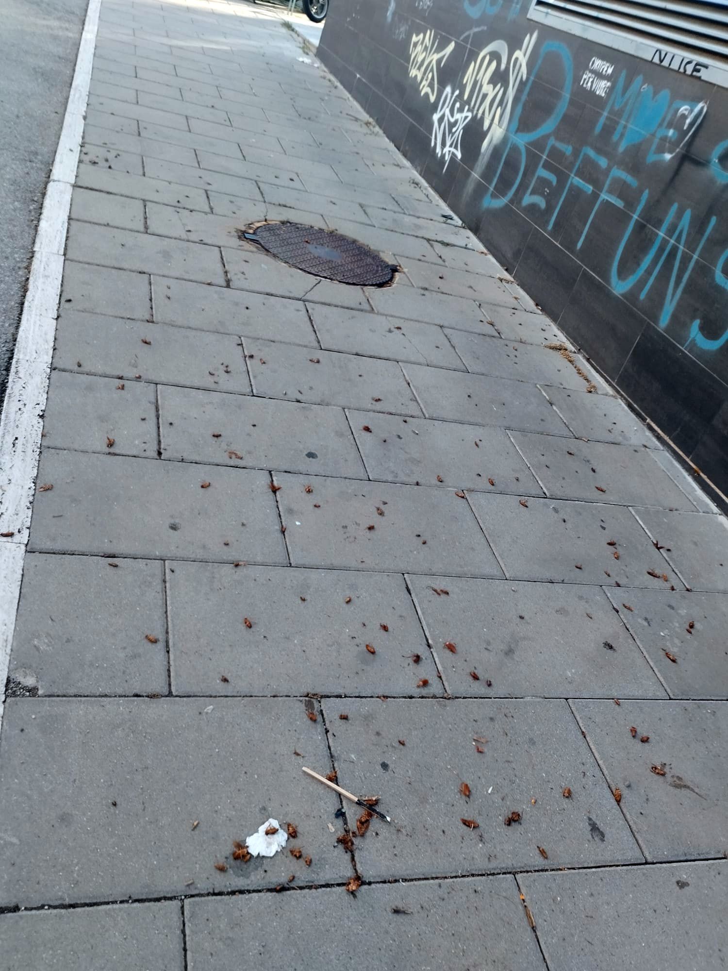 Paneroles al carrer. FOTO: Cedida per Toni Pérez Sevilla