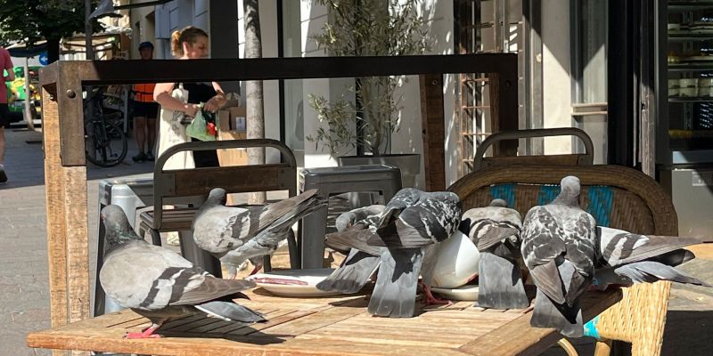 Coloms a les cafeteries. FOTO: Cedida per David Pedrerol