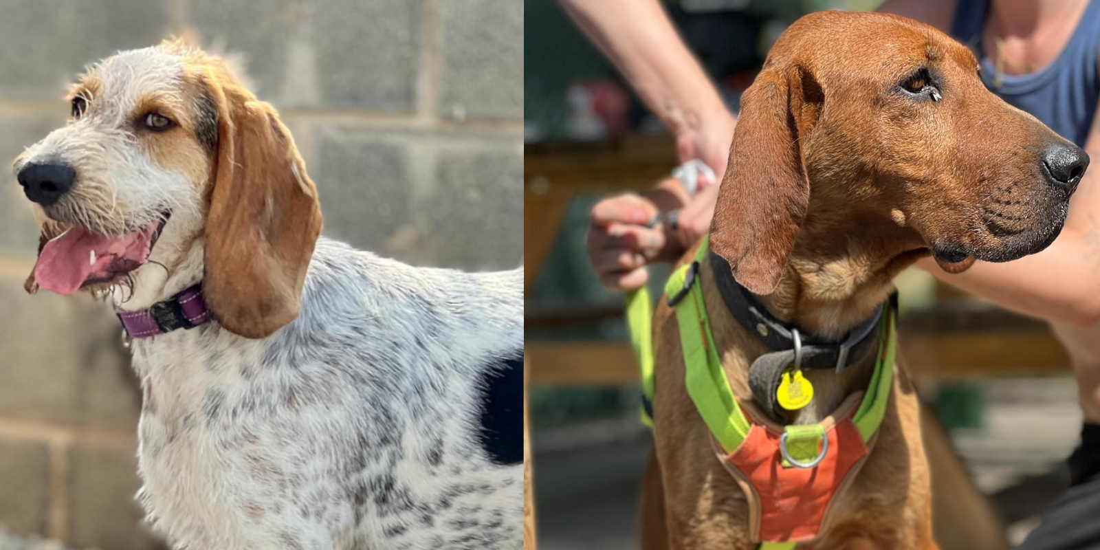 Animals en adopció: Willy i Bones. FOTO: Cedida