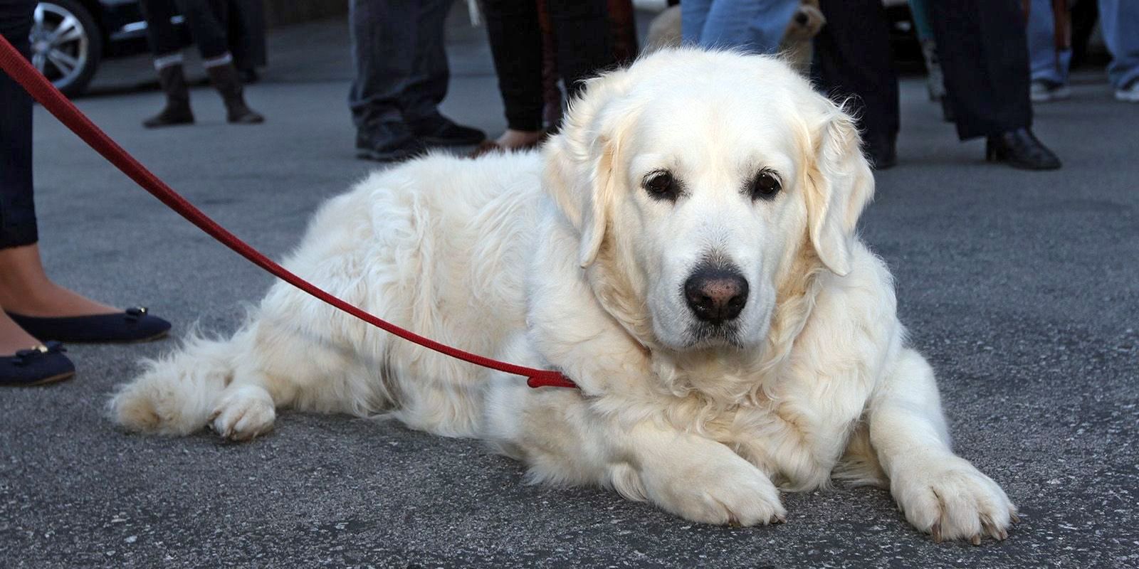 A la ciutat es manté la ràtio de gossos i gats. FOTO: Haidy Blanch