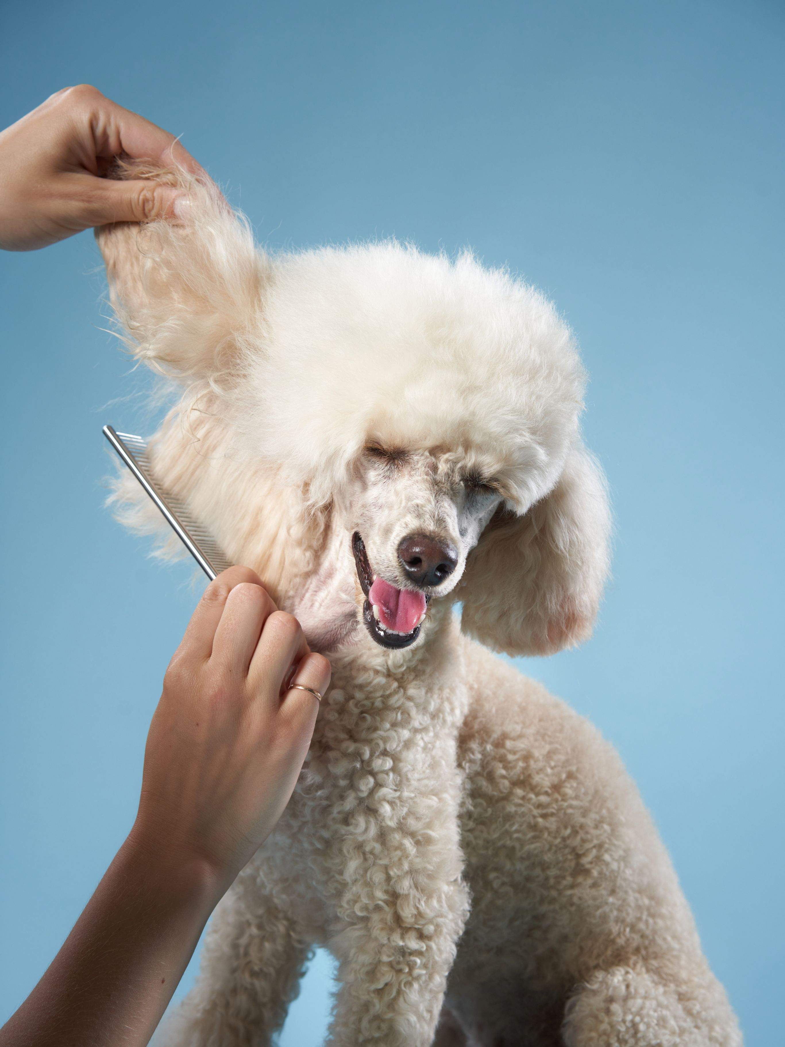 Hi ha talls de cabell especialment populars entre els propietaris dels gossos. FOTO: Cedida