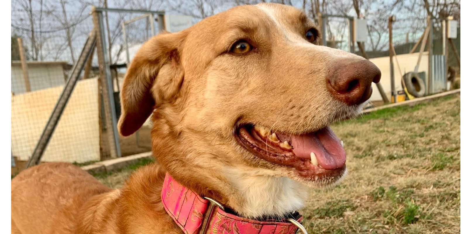 Annapurna, animal en adopció. FOTO: Cedida