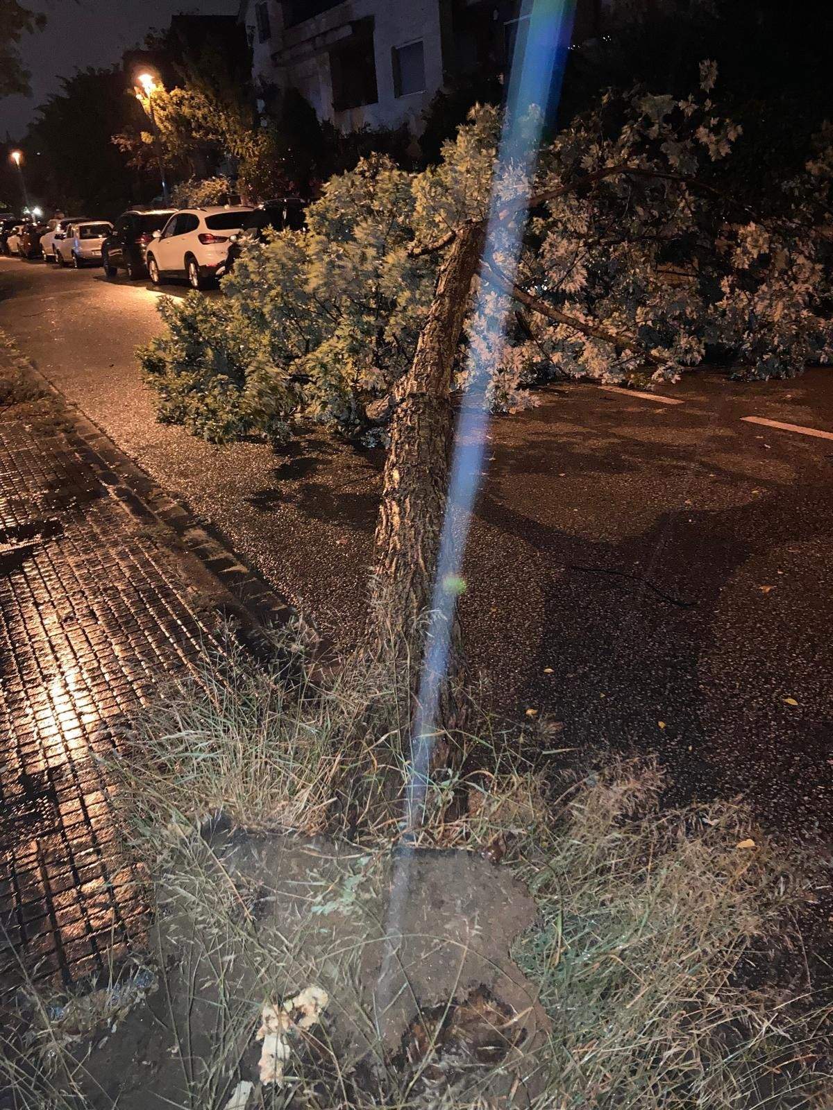 Arbre caigut a Mira-sol FOTO: Cedida