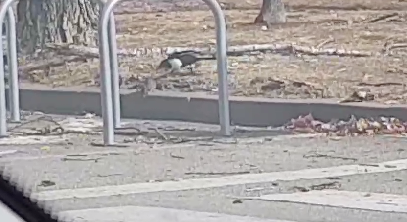 La rata i la garsa FOTO: Cedida