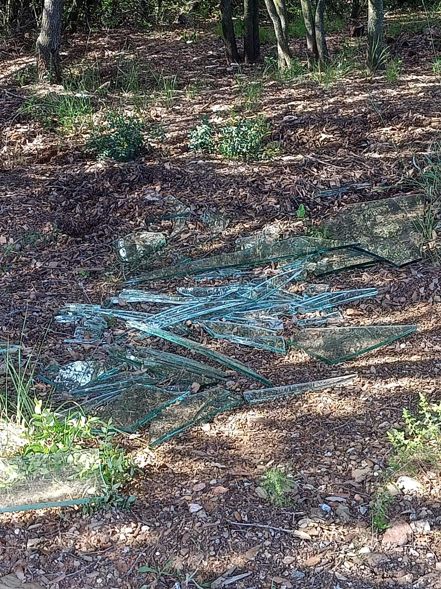 Vidres en zona de risc d'incendi, a Valldoreix. FOTO: Marisa Herrero Membrado