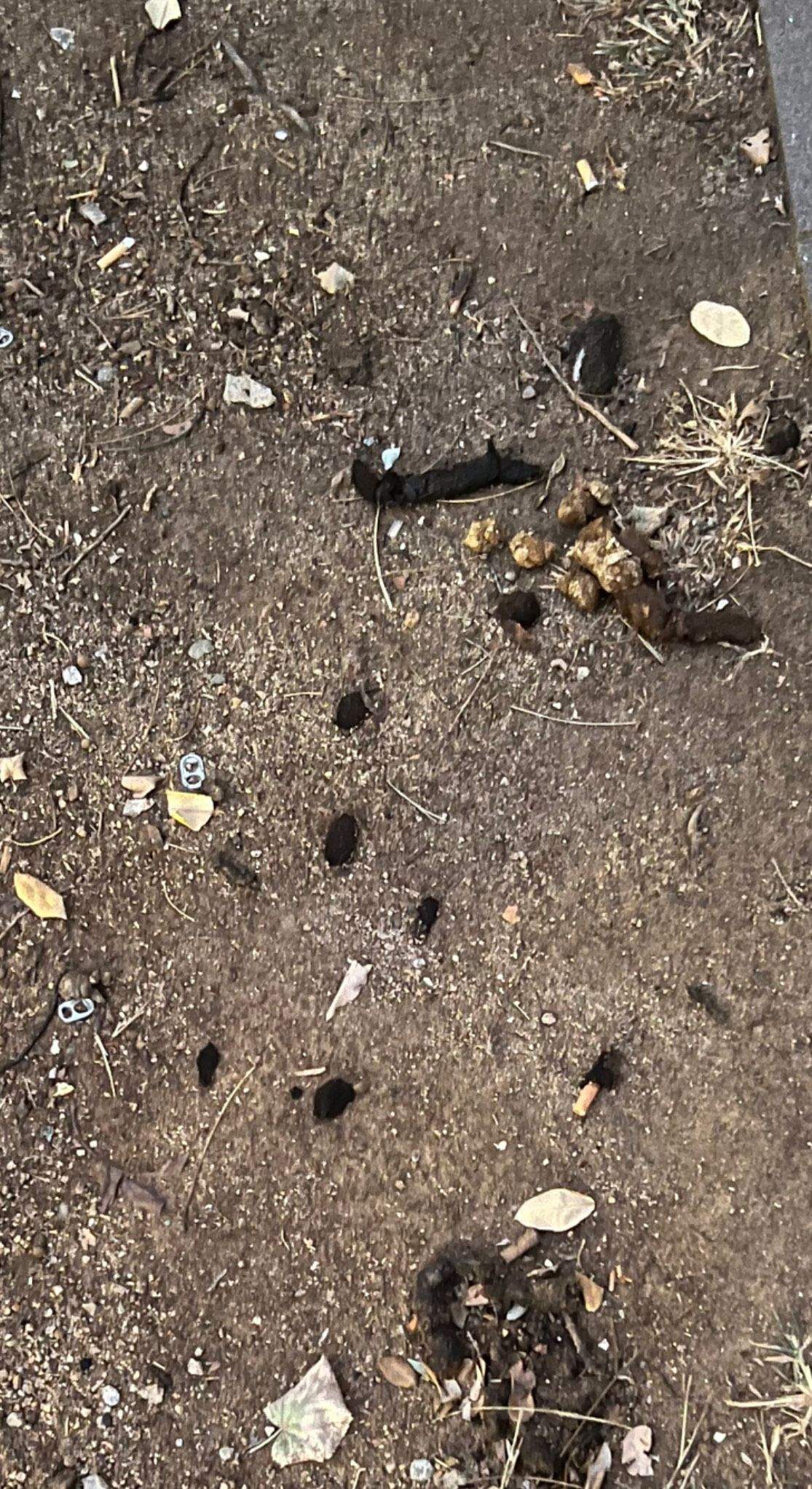 Excrements al carrer. FOTO: Ariadna Masa