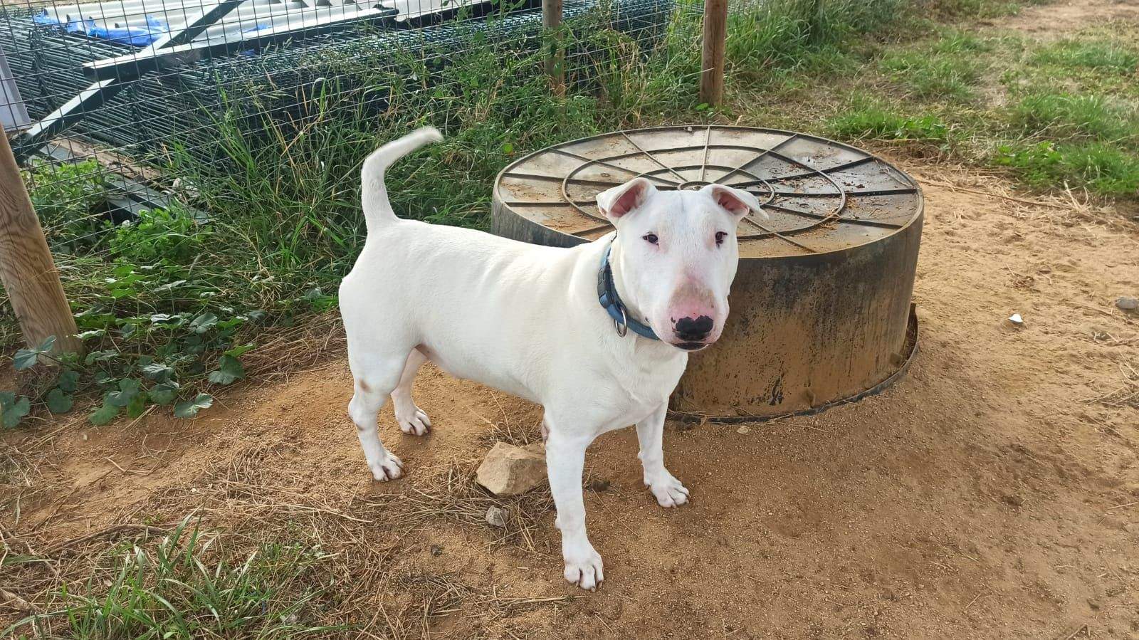 Chico, animal en adopció. FOTO: Cedida
