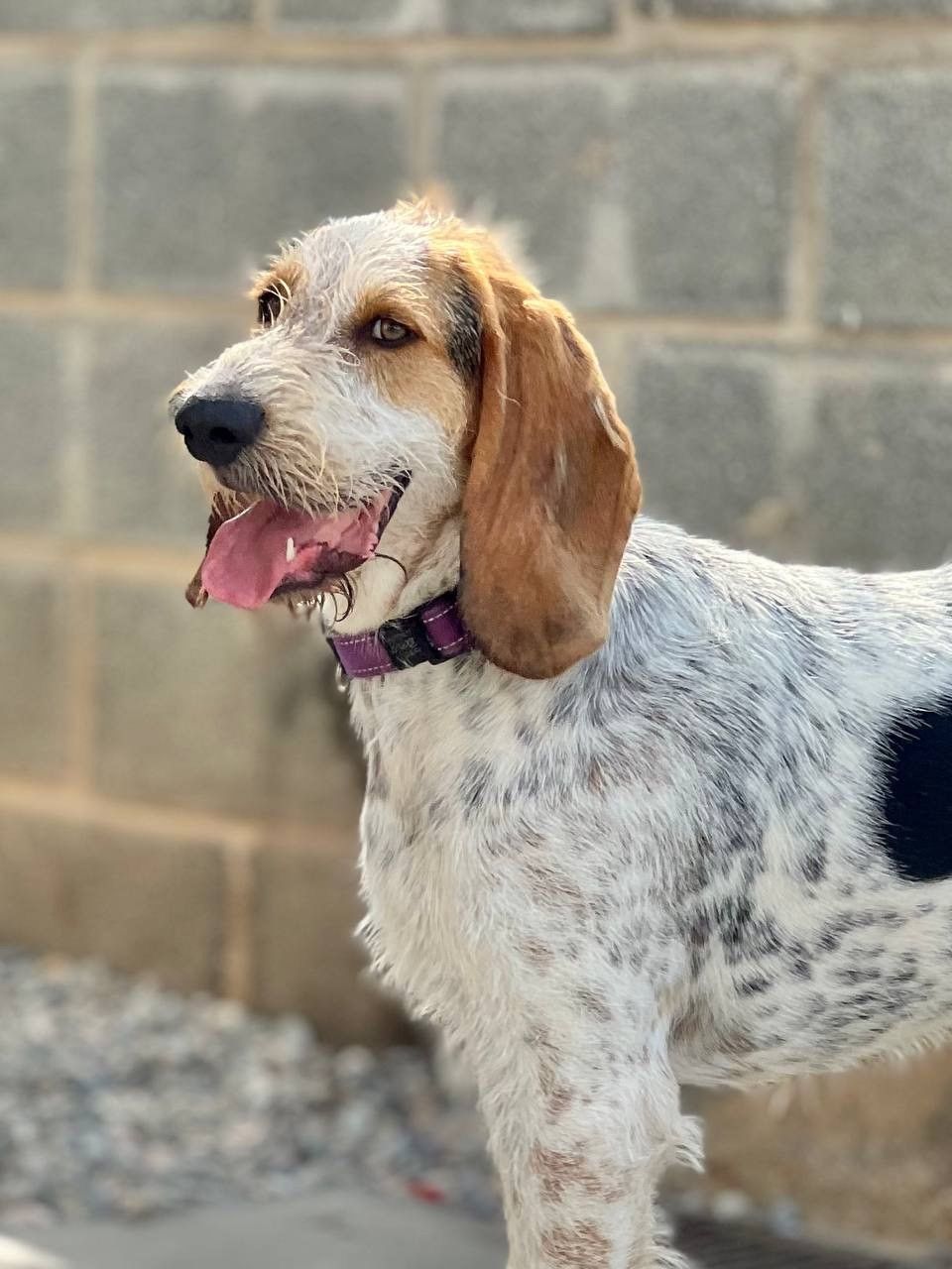 WILLY 5(1) WILLY 5(1)