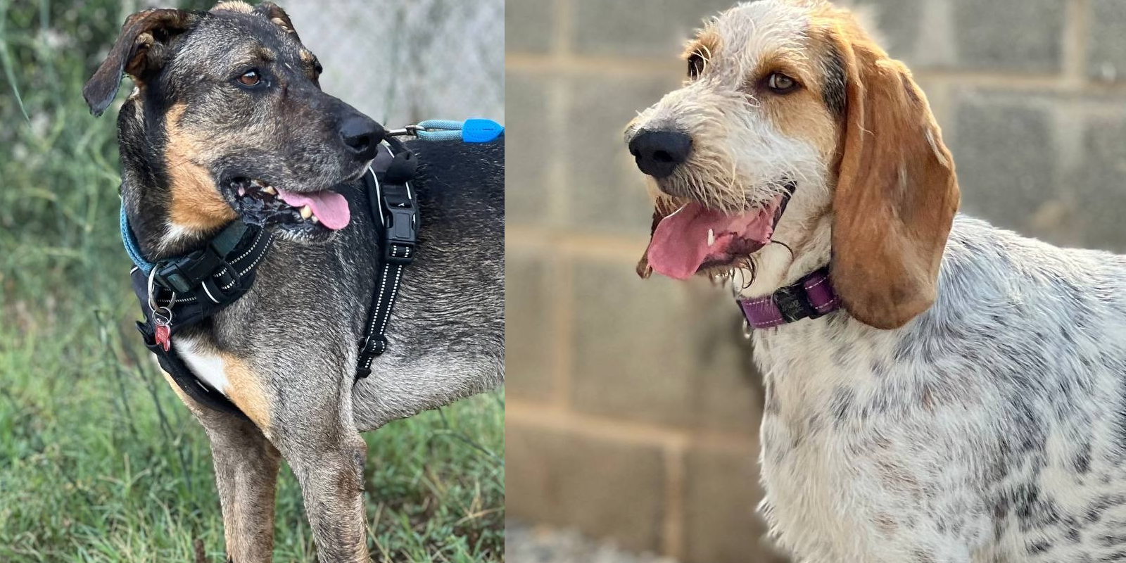 Tim i Willy, animals en adopció. FOTO: Cedida