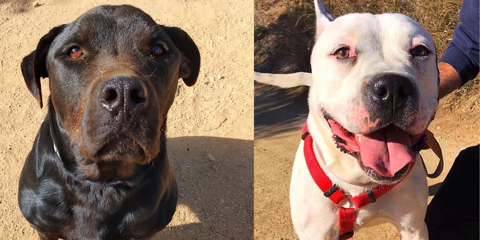 Merlí i Duke, animals en adopció. FOTO: Cedida