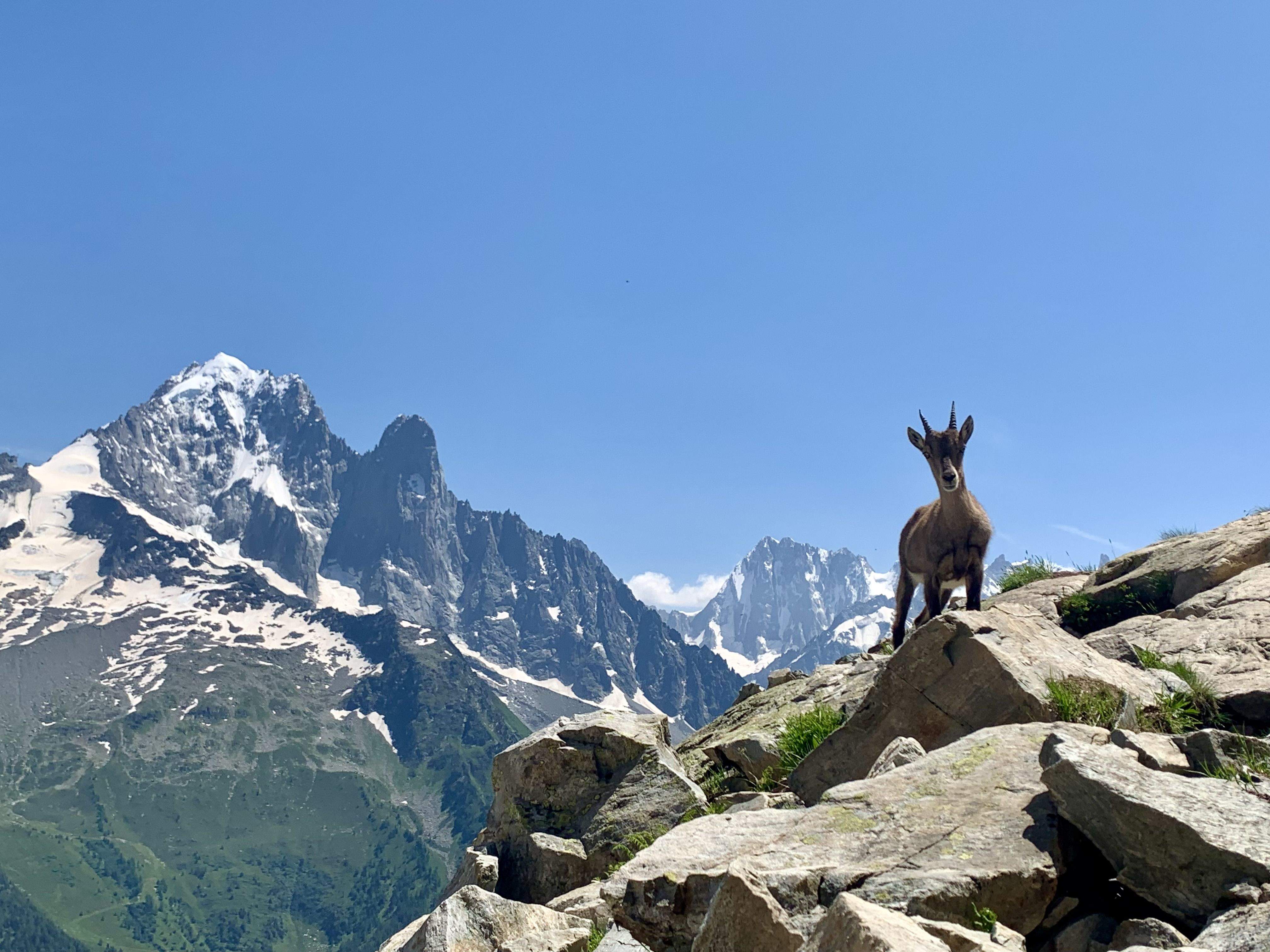 Fauna de l’estiu · Lac Blanc, Chamonix, França FOTO: Owen Samuel Foster