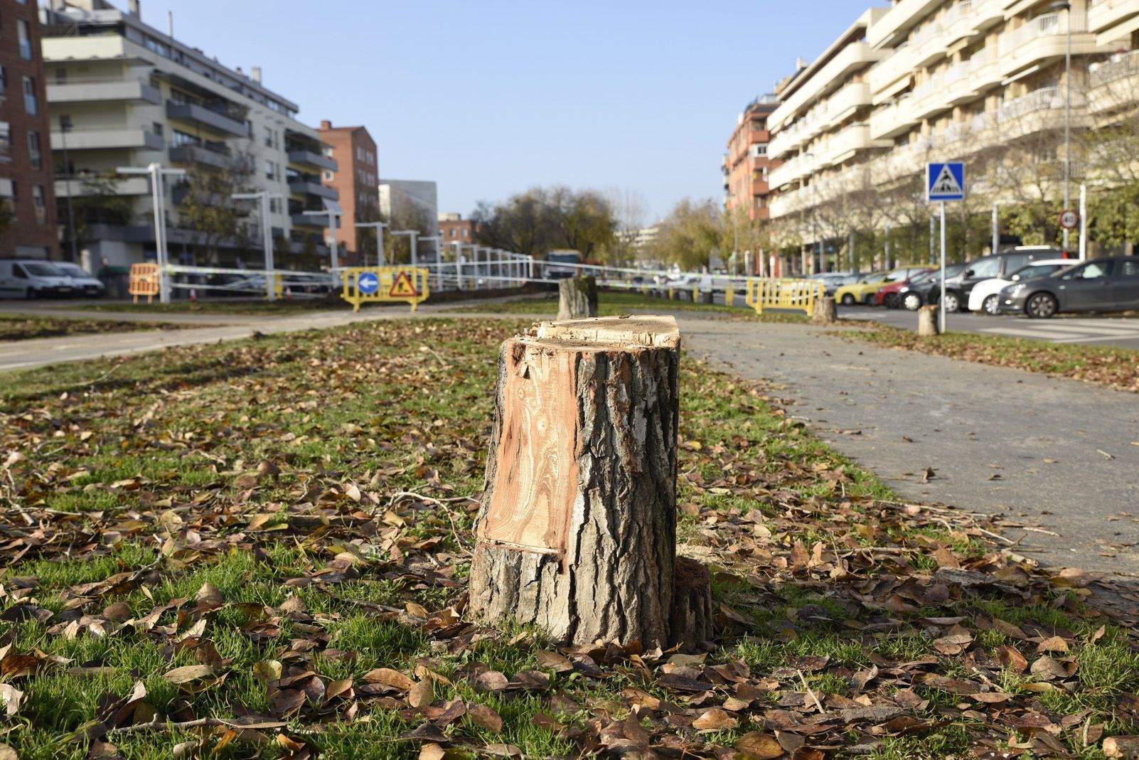 Un arbre talat a la rambla del Celler FOTO: Bernat Millet (TOT Sant Cugat)