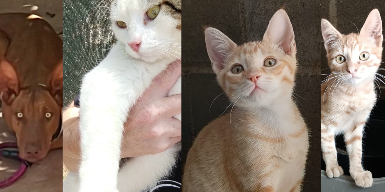 Animals en adopció: Tecno, Ugo, Quesadilla i Seymour. FOTO: Cedida