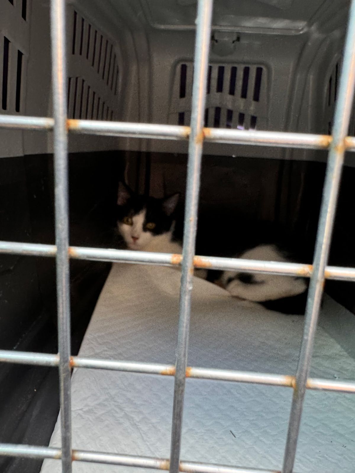 Un dels gats presumptament llançat al buit FOTO: PAS