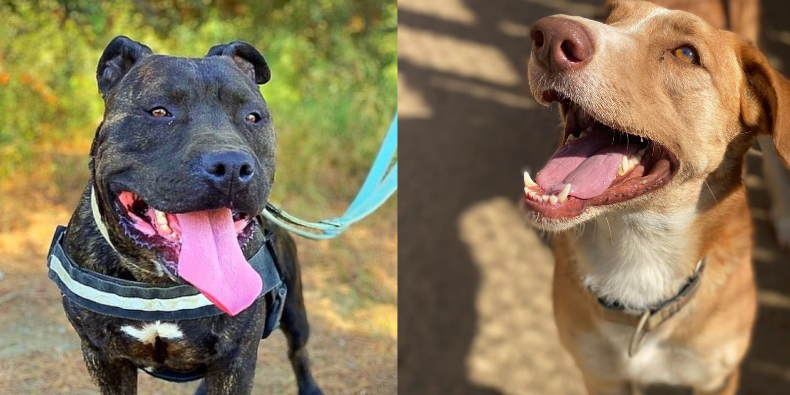 Animals en adopció: Heimdall i Annapurna. FOTO: Cedida