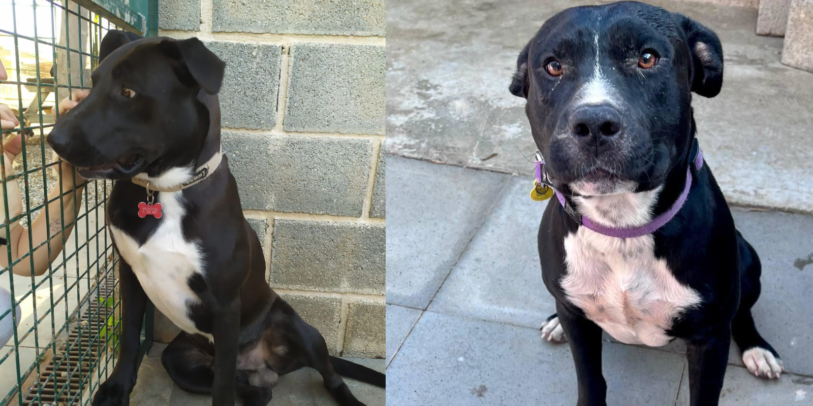 Animals en adopció: Tano i Kubo. FOTO: Cedida