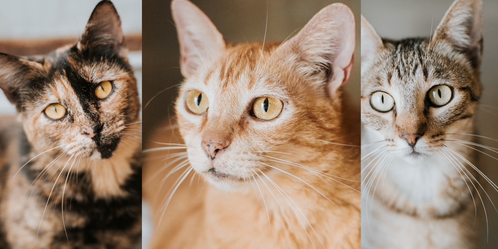 Animals en adopció: IRON BIG. FOTO: Cedida