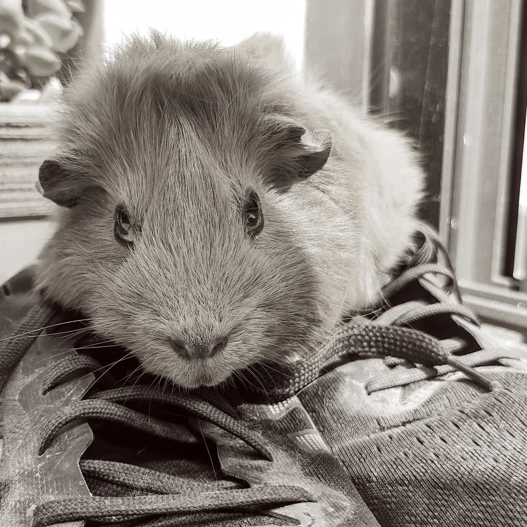 De primer, cordons FOTO: with many colors