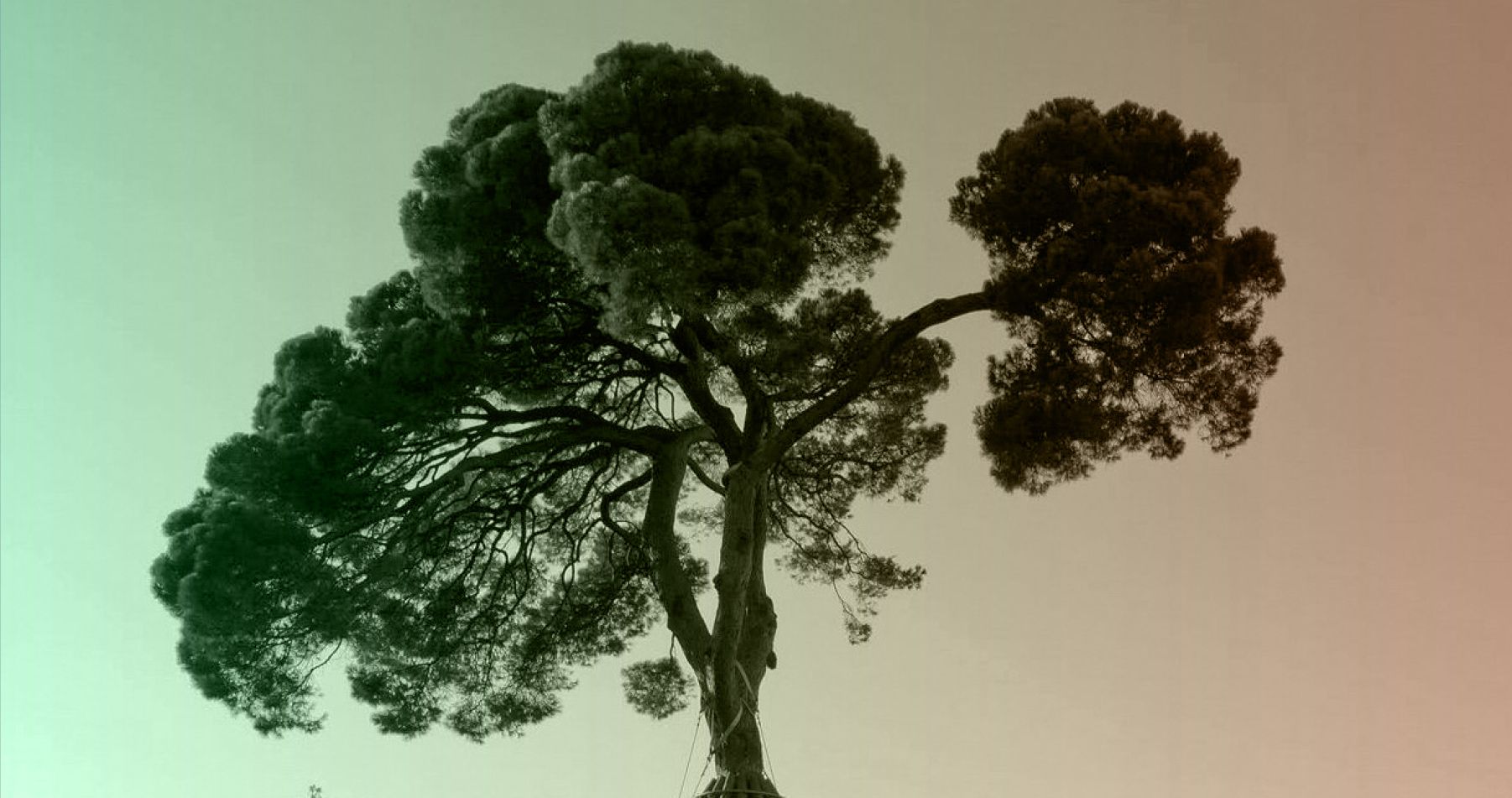 Enguany el Pi d'en Xandri fa 250 anys