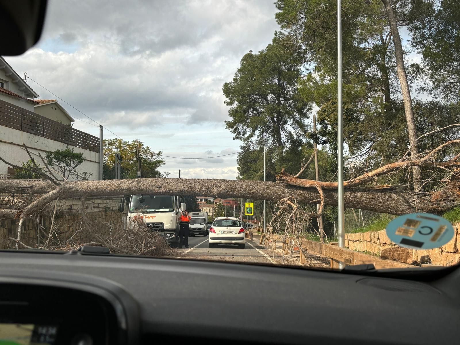L'arbre caigut a la carretera de la Floresta FOTO: Cedida