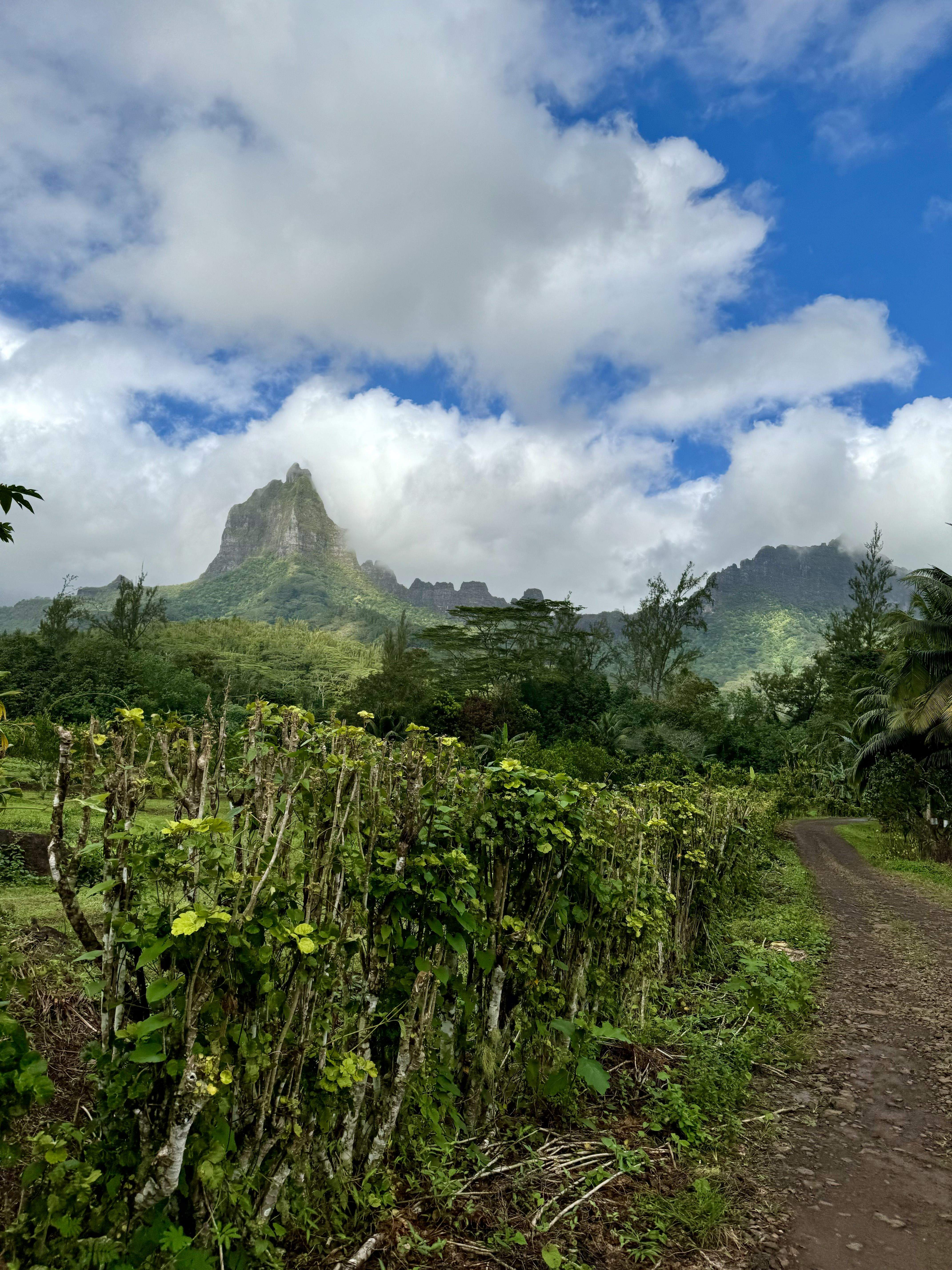 Verde que te quiero verde · Morea Polynesia Francesa FOTO: Carla Pantaleoni
