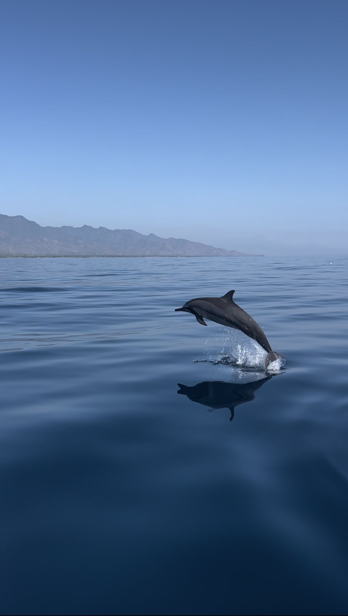 Mamífer aquàtic · Bali, Indonèsia FOTO: Júlia Sacristan Gil