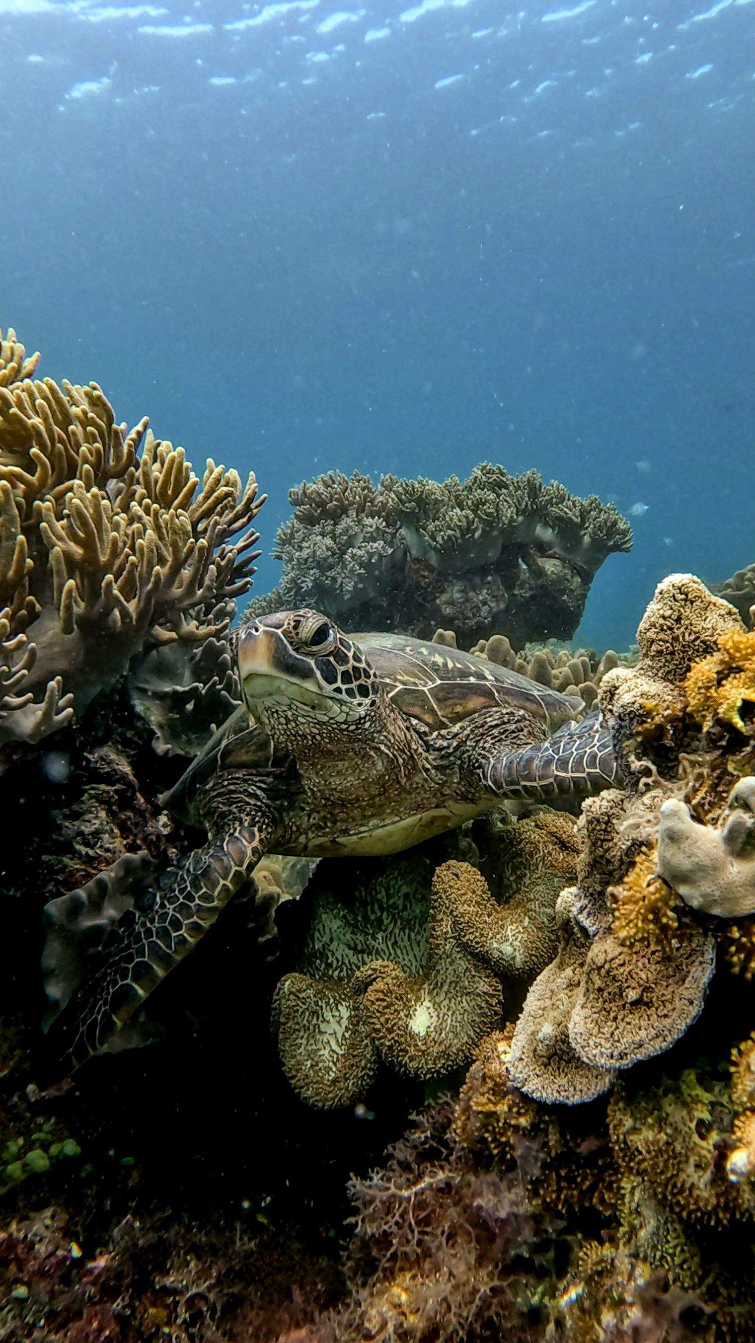 Calma sota l'aigua · Apo Island, Filipines FOTO: Sonia Llorente Llamas