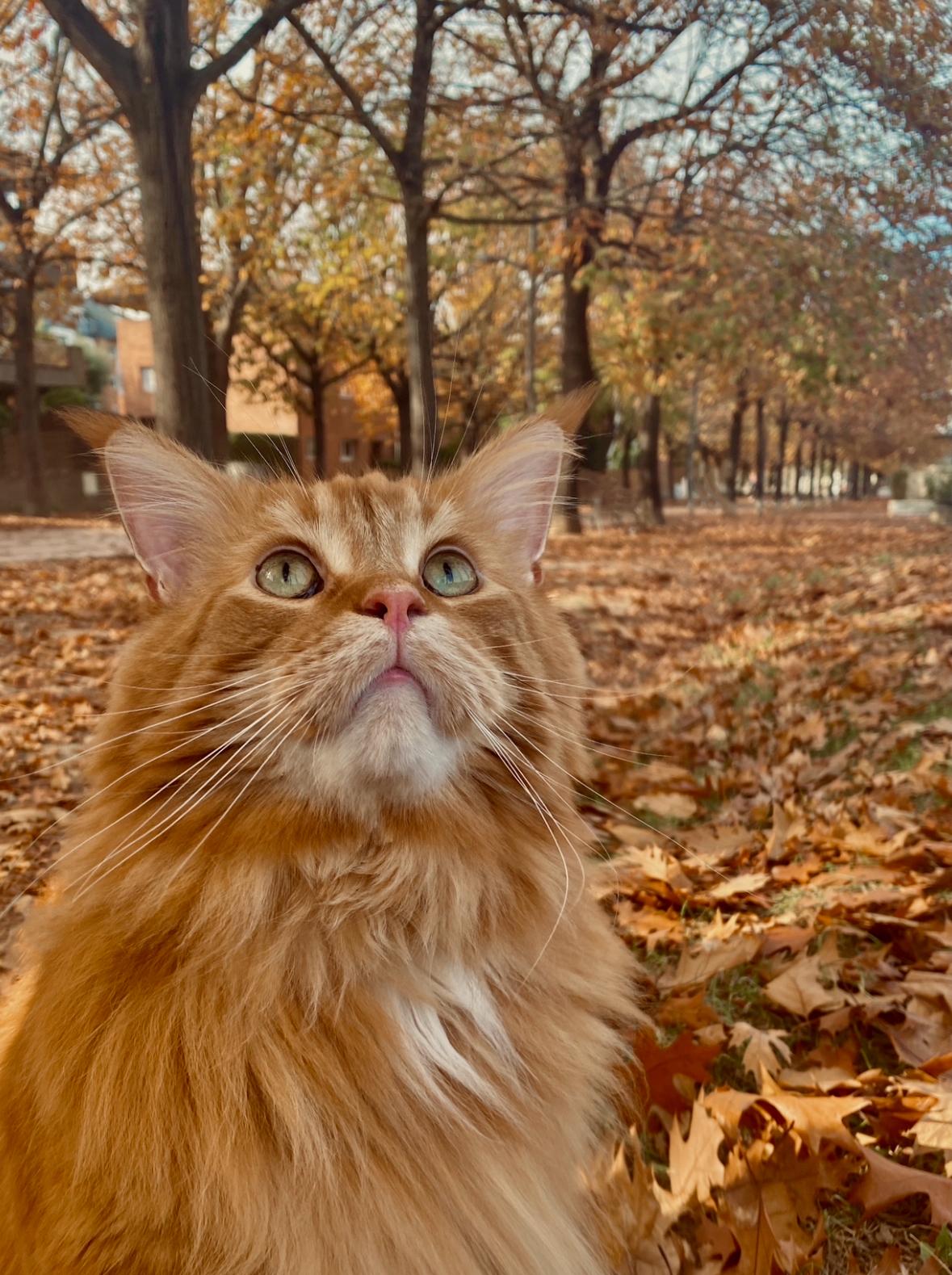 Me llaman octubre · Sant Cugat del Vallés FOTO: Leticia Cano