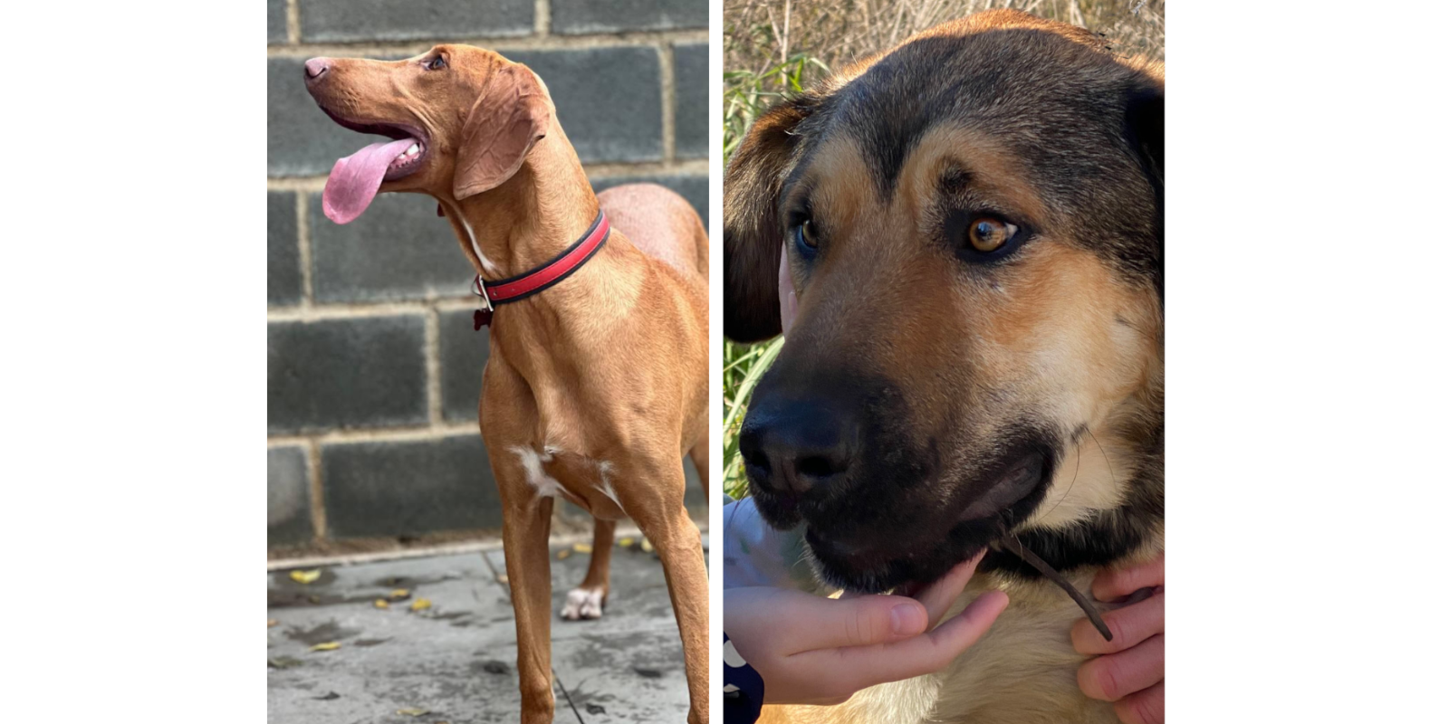 Animals en adopció: Sully i Lenon. FOTO: Cedida 