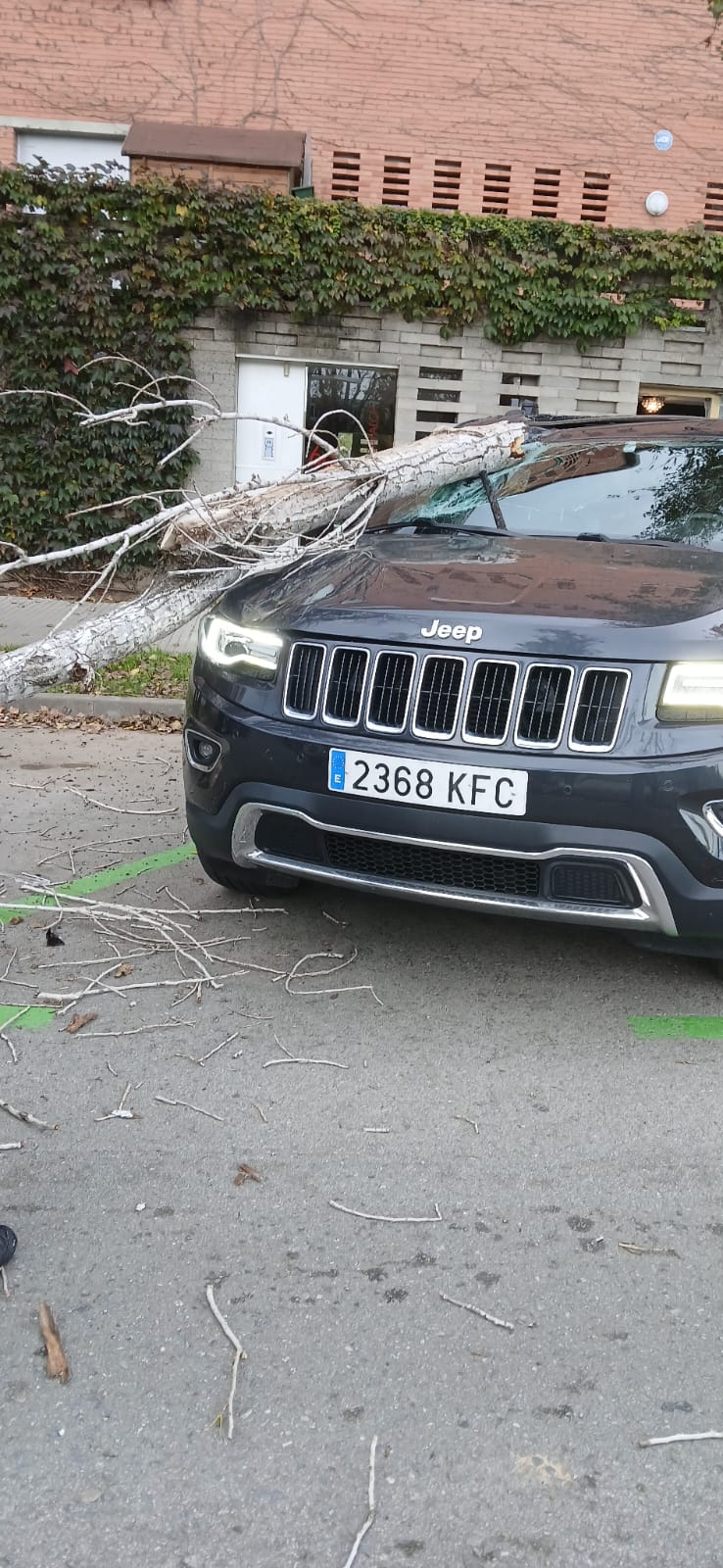 Un arbre ha caigut sobre un cotxe al carrer de Puig i Cadafalch FOTO: Cedida 