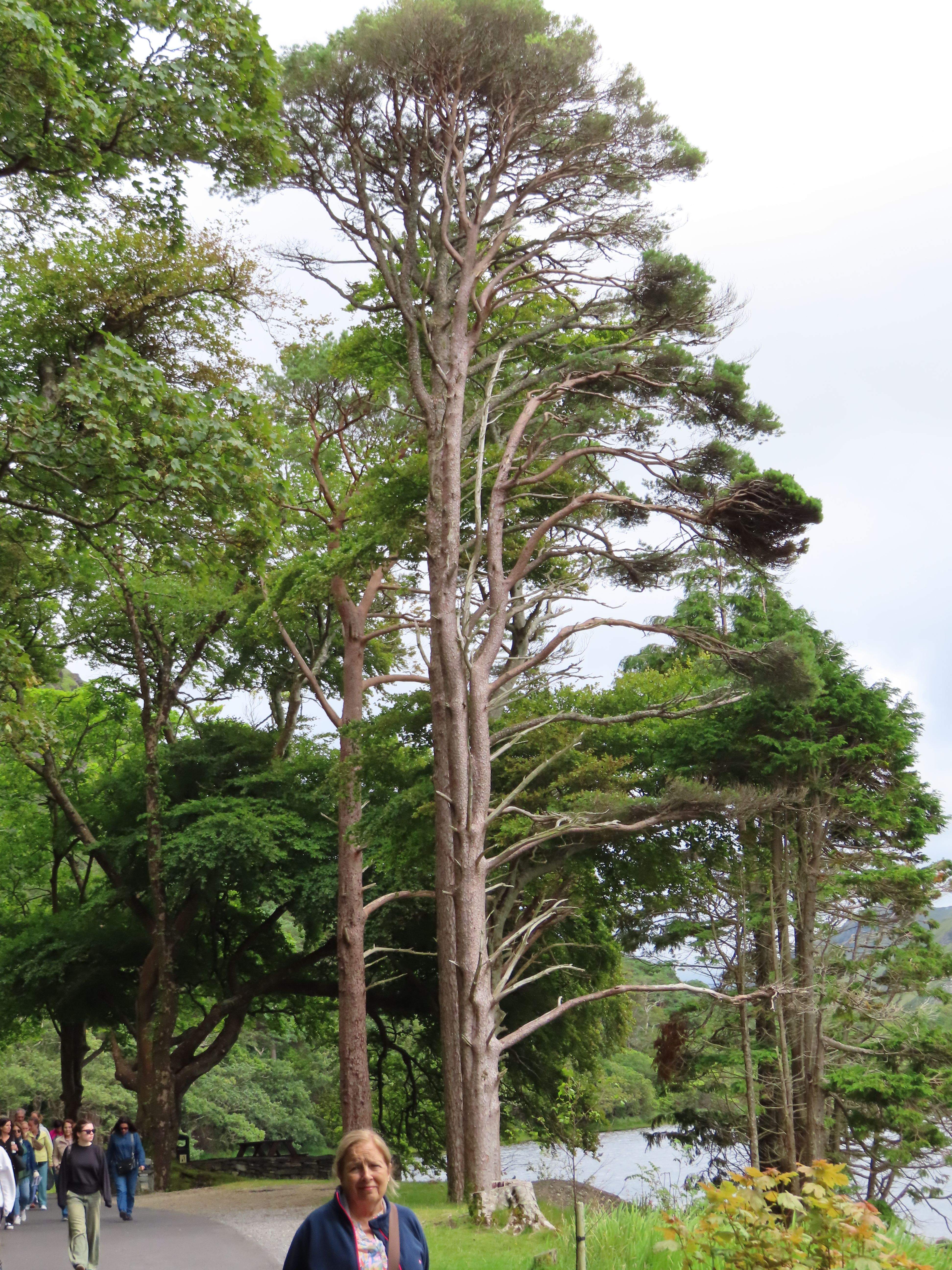 Kilemore Abbey · Irlanda, Connemara FOTO: Maria Fernanda Martín Guinovart