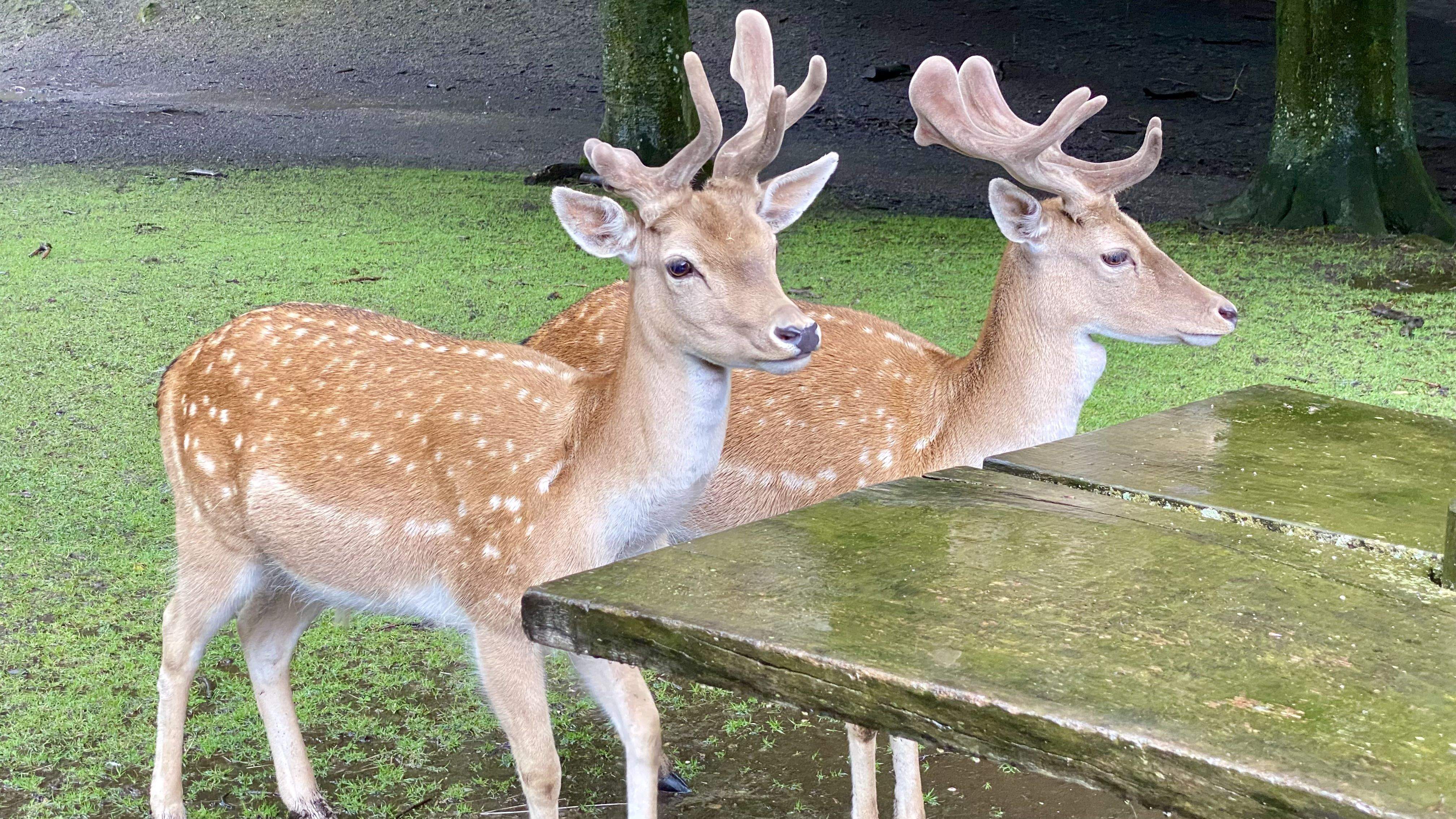 Fem unes braves? · Aarhus (Dinamarca) FOTO: Mònica Prats Vilches